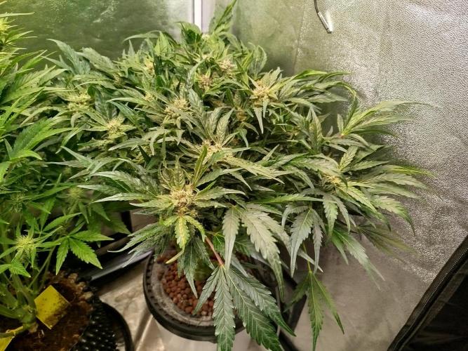Royal Critical Auto DWC My fav. Week 8