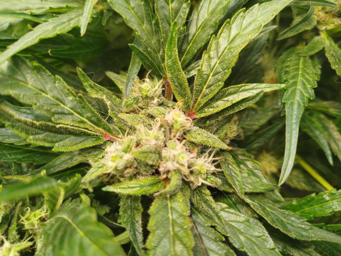 Royal Critical Auto DWC My fav. Week 8
