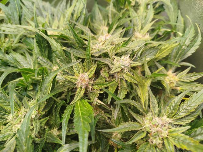 Royal Critical Auto DWC My fav. Week 8