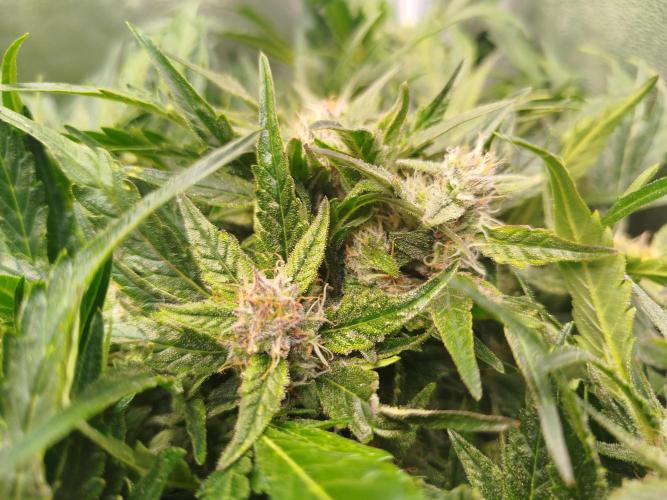 Royal Critical Auto DWC My fav. Week 8