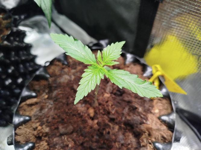 Z-Up Auto -  Ex-Bloombastic Contest 26. Week 1