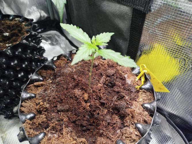 Z-Up Auto -  Ex-Bloombastic Contest 26. Week 1