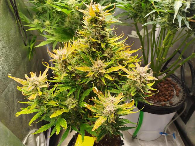 Papaya Cookies Auto. Week 8