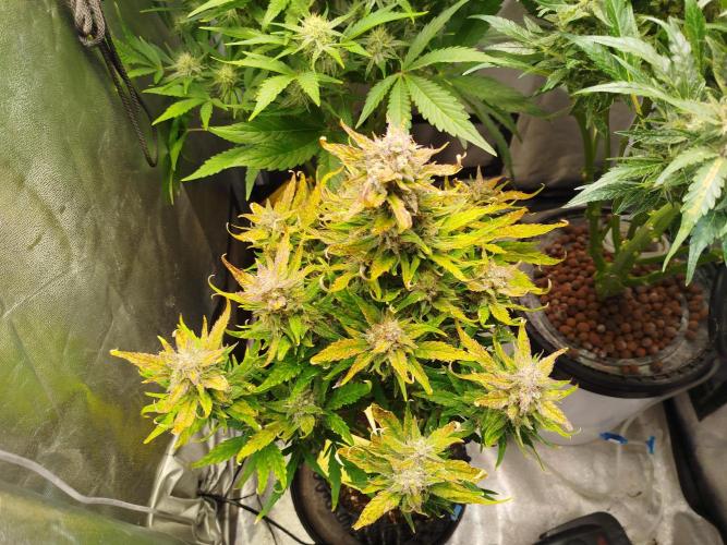 Papaya Cookies Auto. Week 8