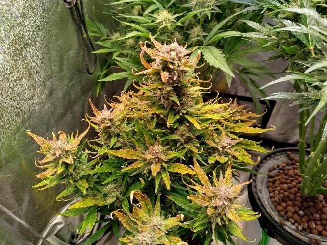 Papaya Cookies Auto. Week 8