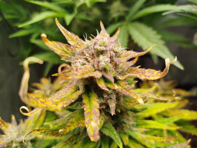 Papaya Cookies Auto. Week 8