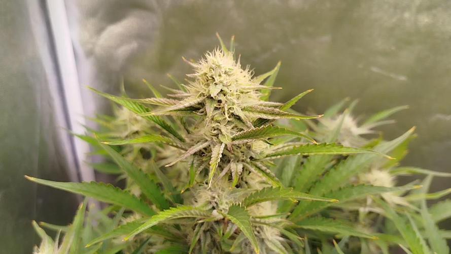 Wedding Cake Auto - Seedsman