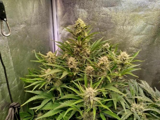 Wedding Cake Auto - Seedsman. Week 7