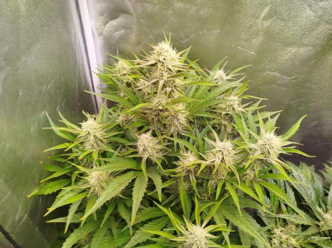 Wedding Cake Auto - Seedsman. Week 7