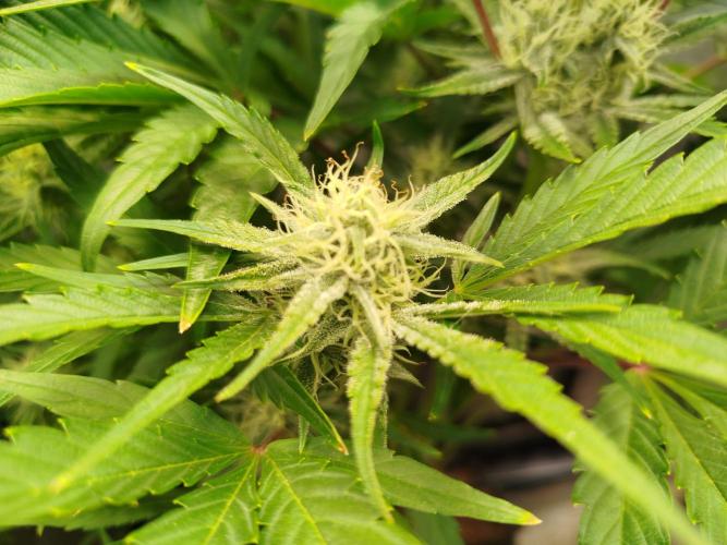Wedding Cake Auto - Seedsman. Week 7