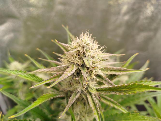 Wedding Cake Auto - Seedsman. Week 7