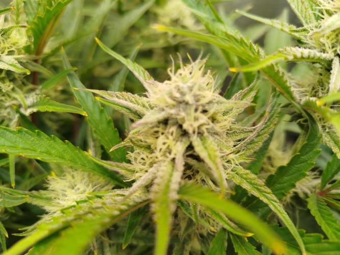 Wedding Cake Auto. Week 7
