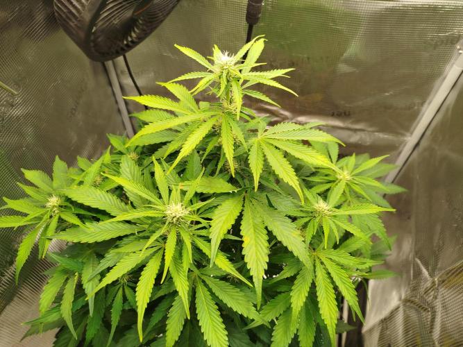 Mini Toffee Pudding Auto. Week 7