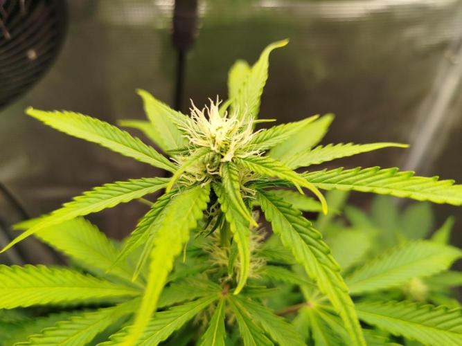 Mini Toffee Pudding Auto. Week 7