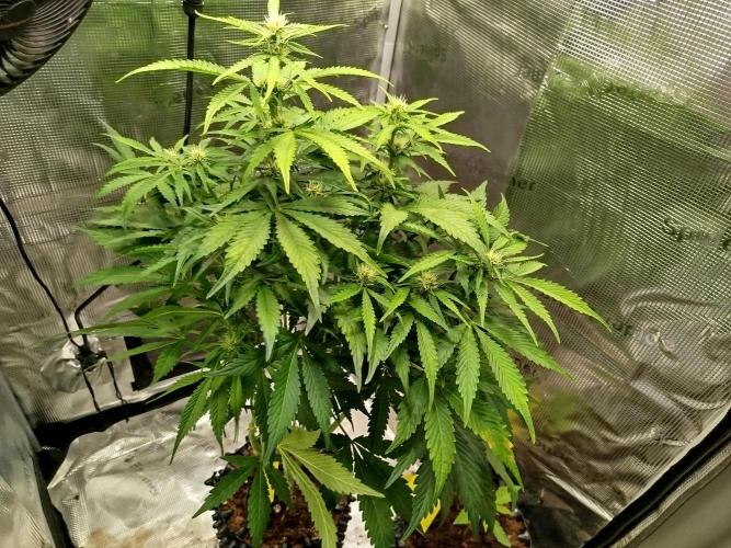 Mini Toffee Pudding Auto. Week 7