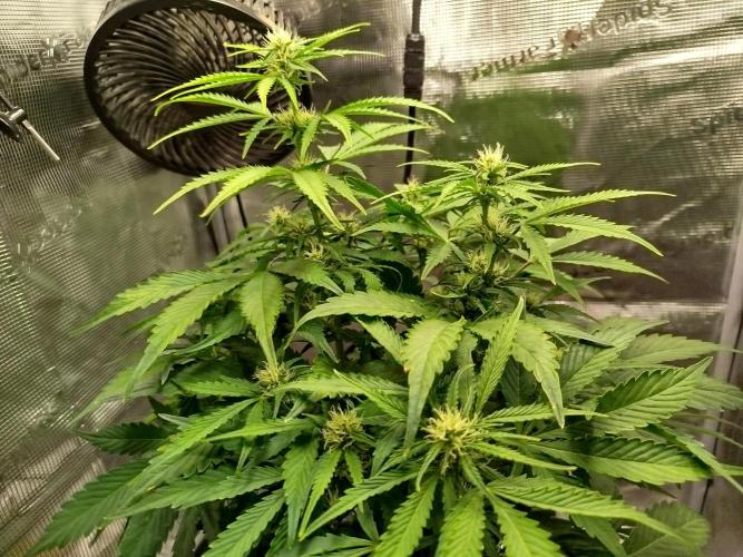 Toffee Pudding Auto. Week 7