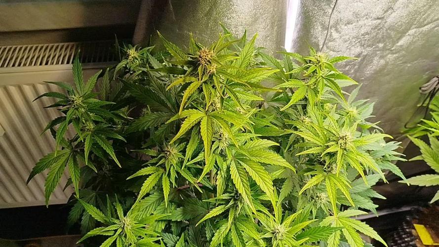 Sweet Skunk Auto