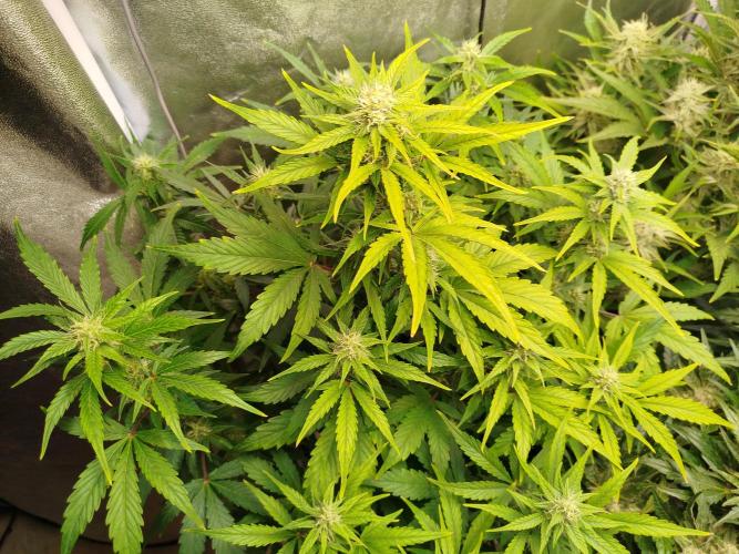 Sweet Skunk Auto. Week 6