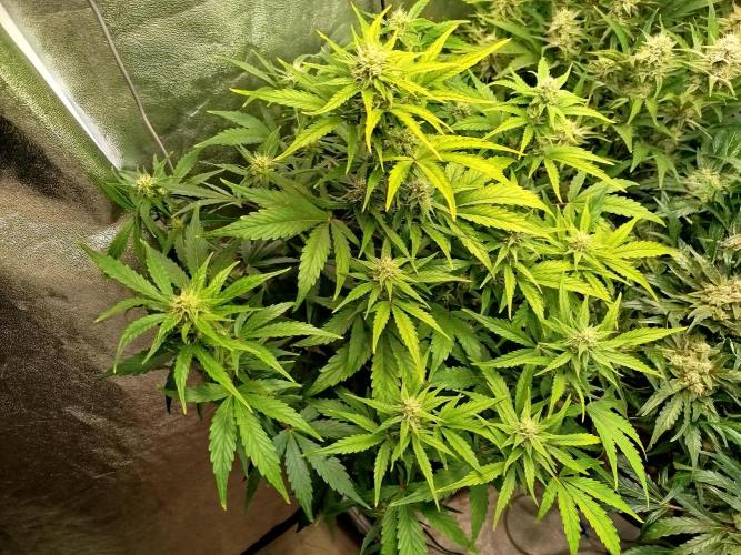 Sweet Skunk Auto. Week 6