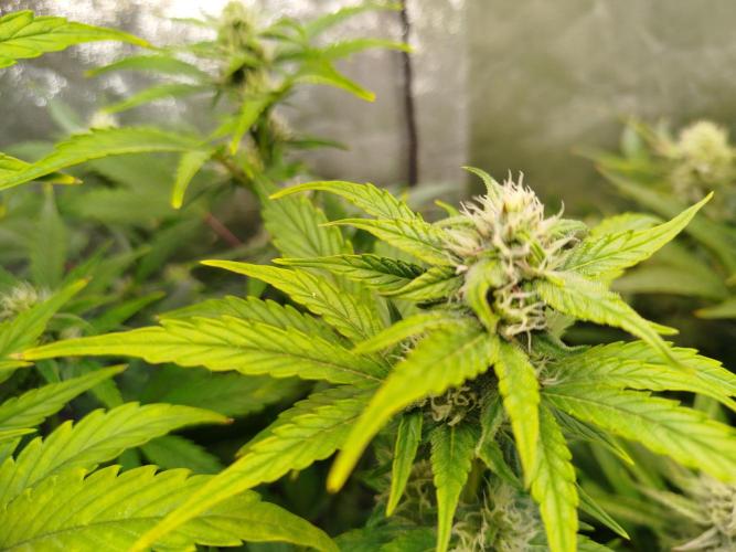 Sweet Skunk Auto. Week 6