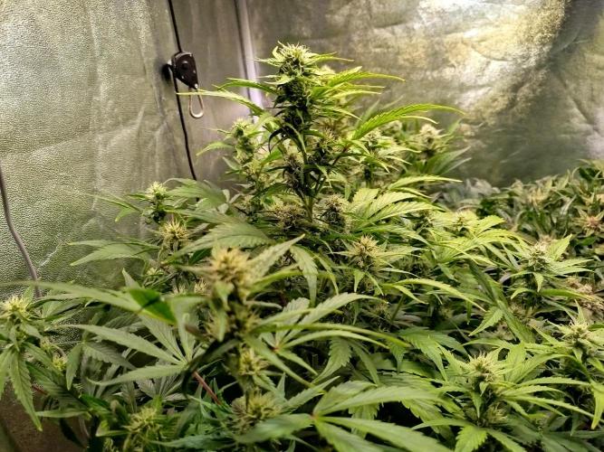 Sweet Skunk Automatic. Week 6