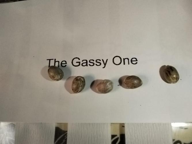 Gassy Trio | SSSC Contest 26 | F027. Week 0