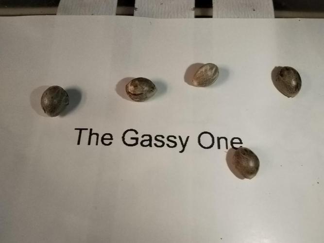 Gassy Trio | SSSC Contest 26 | F027. Week 0