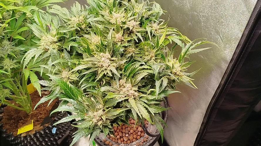 Royal Critical Auto DWC My fav