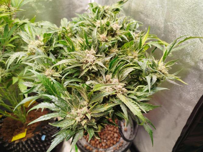 Royal Critical Auto DWC My fav. Week 9