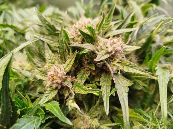 Royal Critical Auto DWC My fav. Week 9