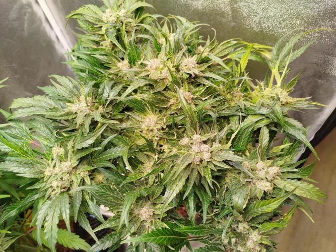 Royal Critical Auto DWC My fav. Week 9