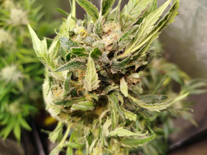 Royal Critical Auto DWC My fav. Week 9