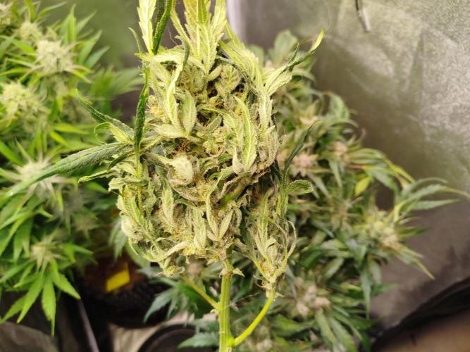Royal Critical Automatic. Week 9