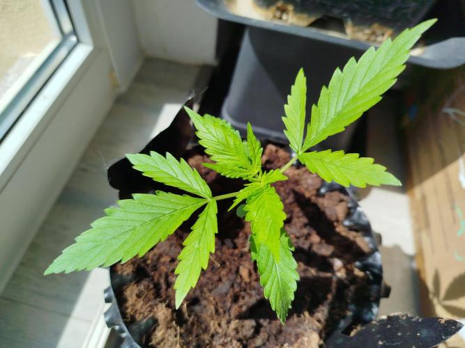 Z-Up Auto -  Ex-Bloombastic Contest 26. Week 2