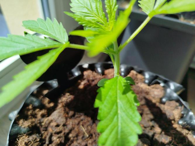 Z-Up Auto -  Ex-Bloombastic Contest 26. Week 2