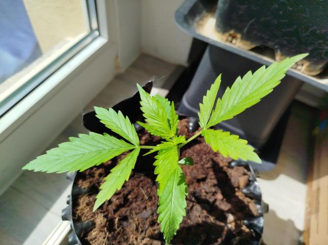 Z-Up Auto -  Ex-Bloombastic Contest 26. Week 2