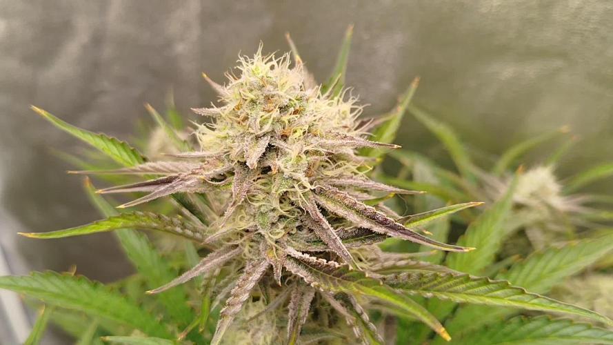 Wedding Cake Auto - Seedsman