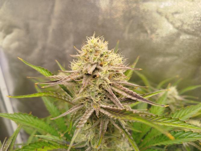 Wedding Cake Auto - Seedsman. Week 8