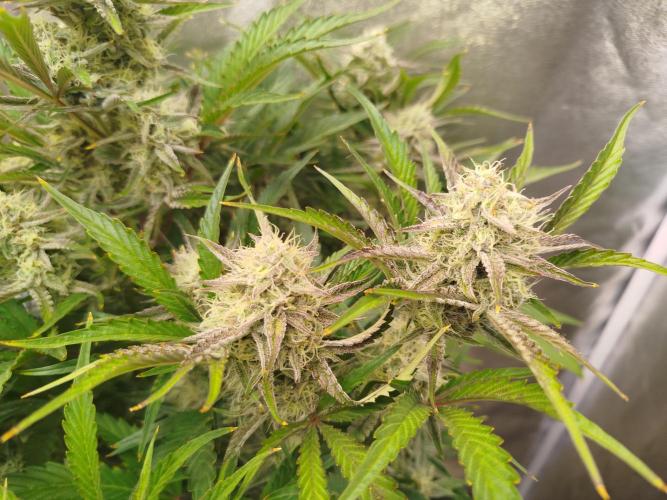Wedding Cake Auto - Seedsman. Week 8