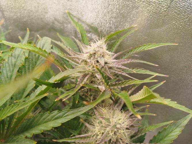 Wedding Cake Auto - Seedsman. Week 8