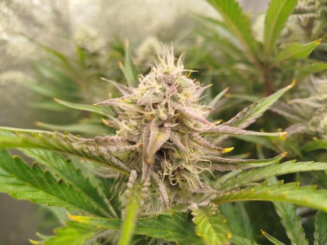 Wedding Cake Auto - Seedsman. Week 8