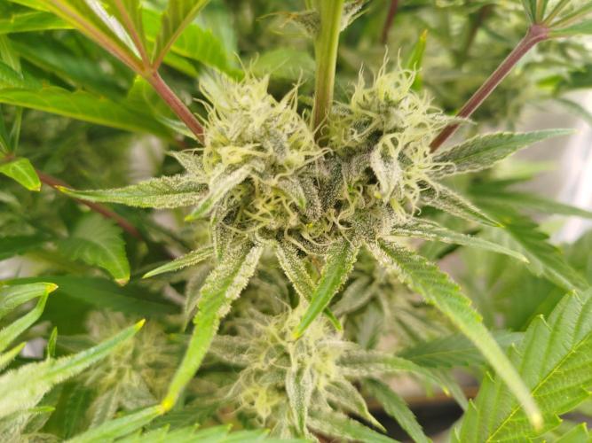 Wedding Cake Auto - Seedsman. Week 8