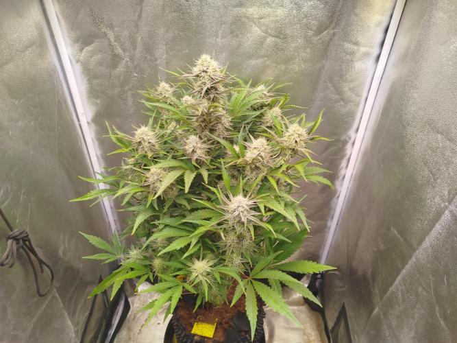 Wedding Cake Auto - Seedsman. Week 8