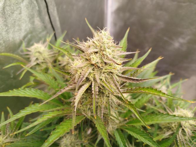 Wedding Cake Auto - Seedsman. Week 8
