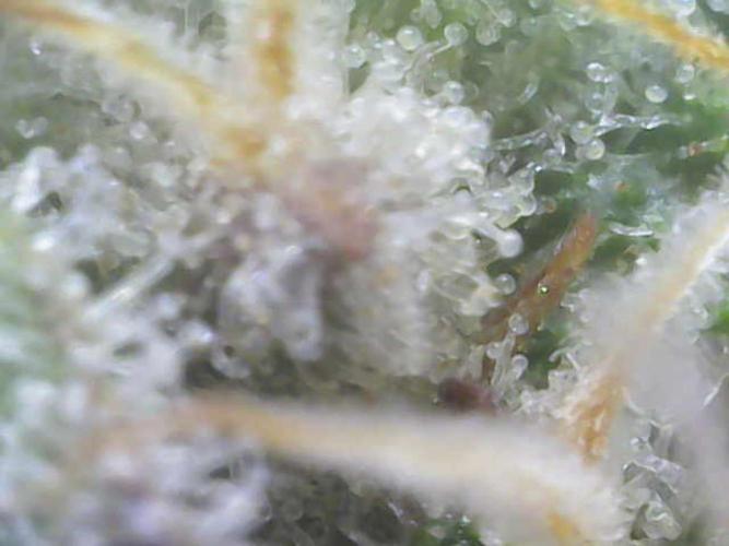 Wedding Cake Auto - Seedsman. Week 8