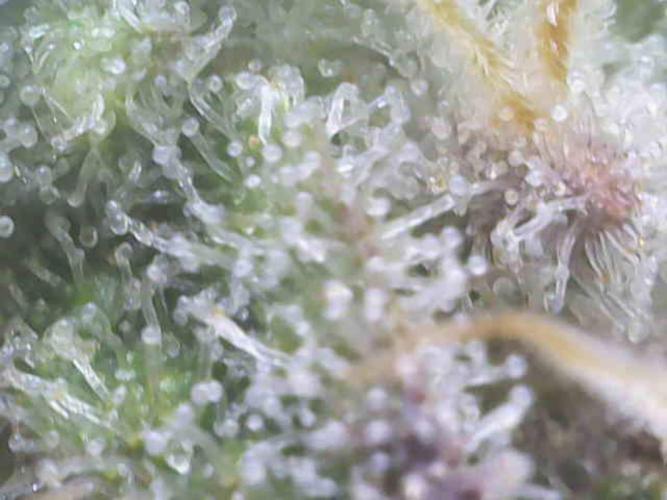 Wedding Cake Auto. Week 8