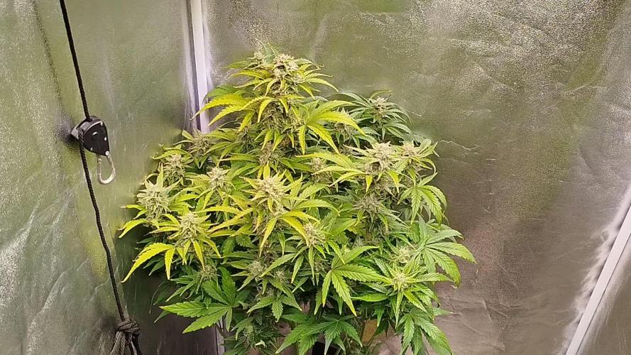 Sweet Skunk Auto