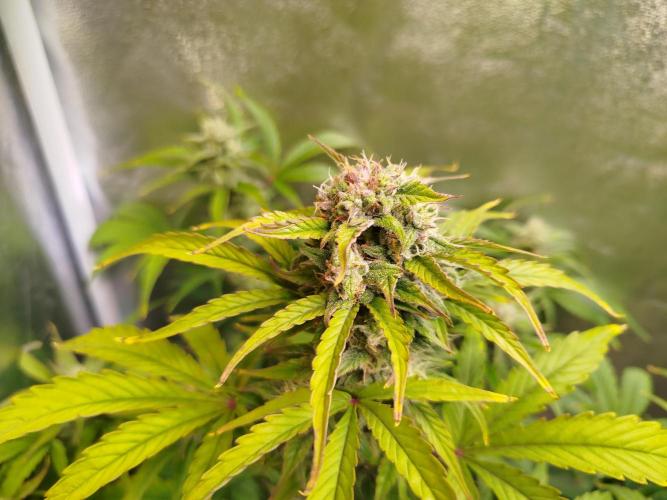 Sweet Skunk Auto. Week 7