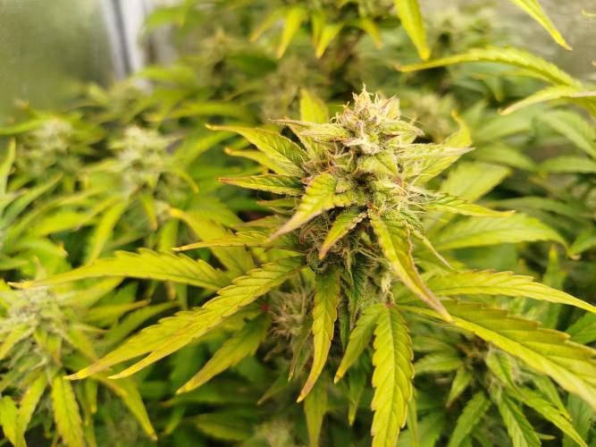 Sweet Skunk Auto. Week 7