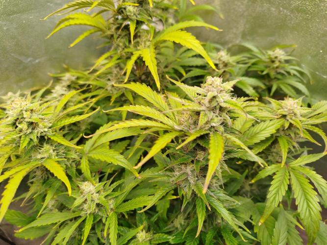 Sweet Skunk Auto. Week 7